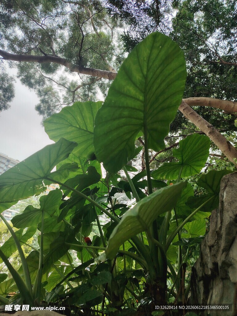 繁茂绿叶间的自然景致