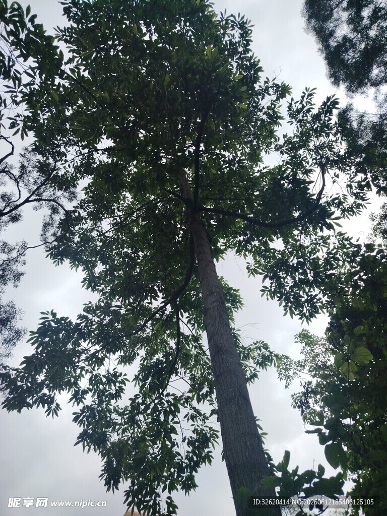 仰视茂密高大的树木