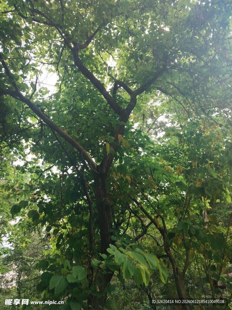 茂密树林中的繁茂大树