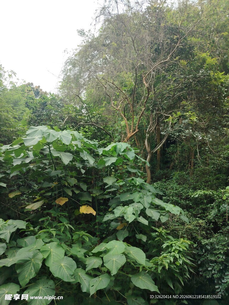 茂密丛林中的繁茂绿植