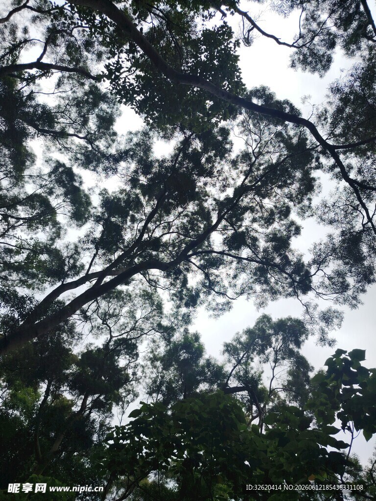 仰视茂密树冠景观