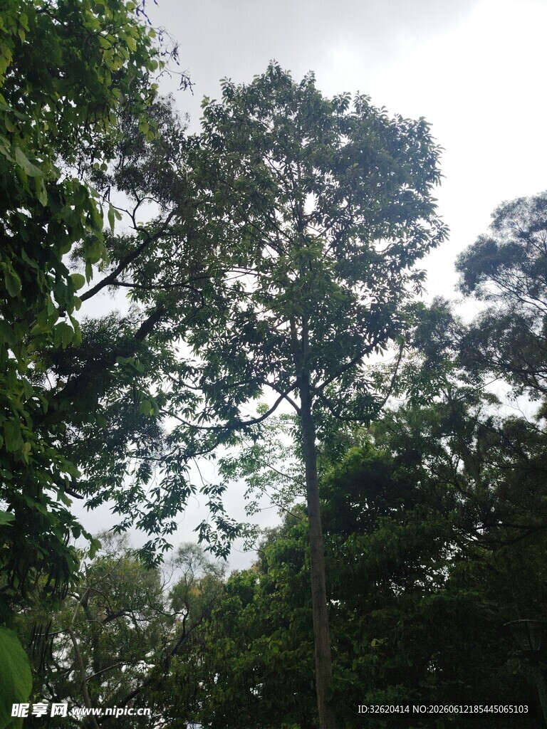 茂密森林中的高大树木