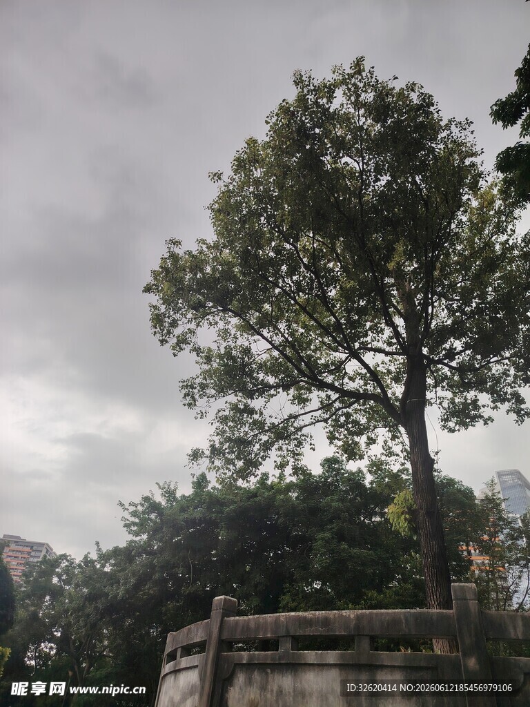 孤树立于石砌围栏旁