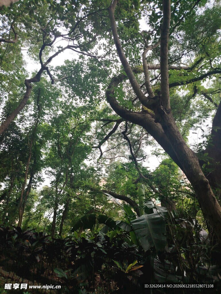 茂密丛林中的繁茂树冠