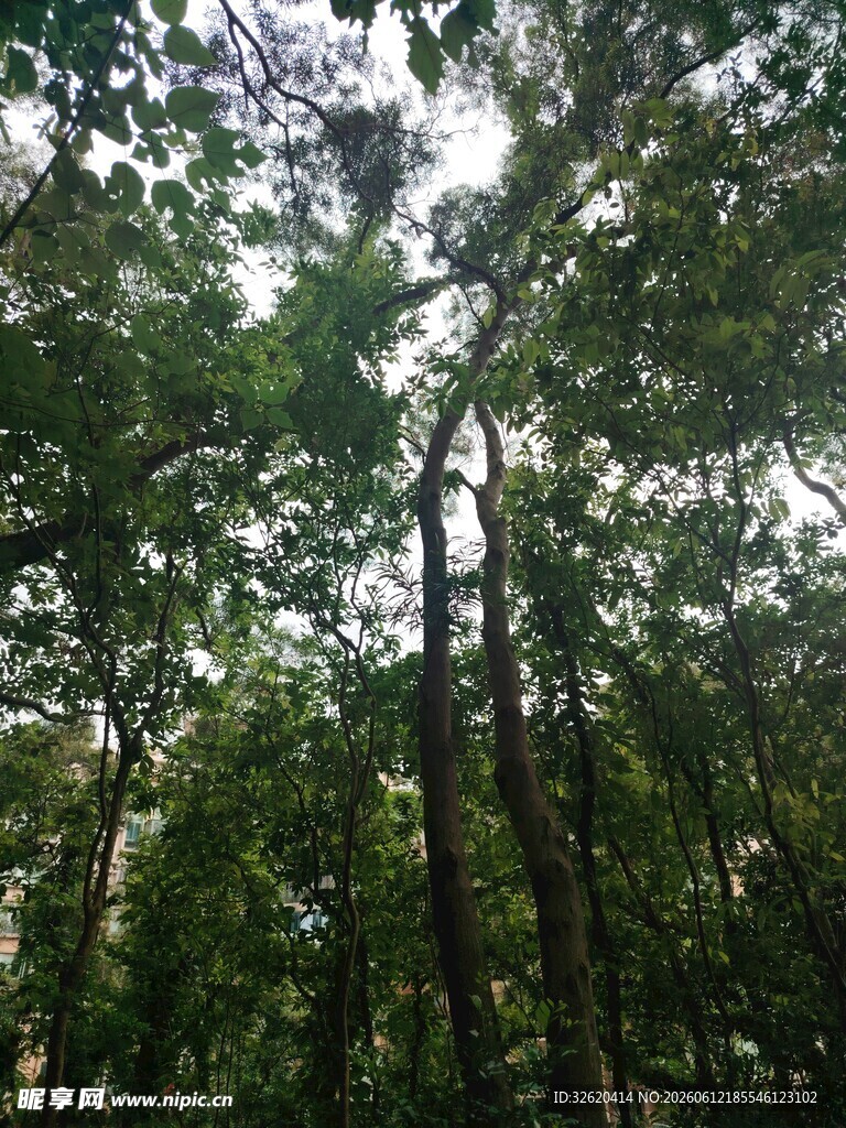 茂密森林中的高大树木