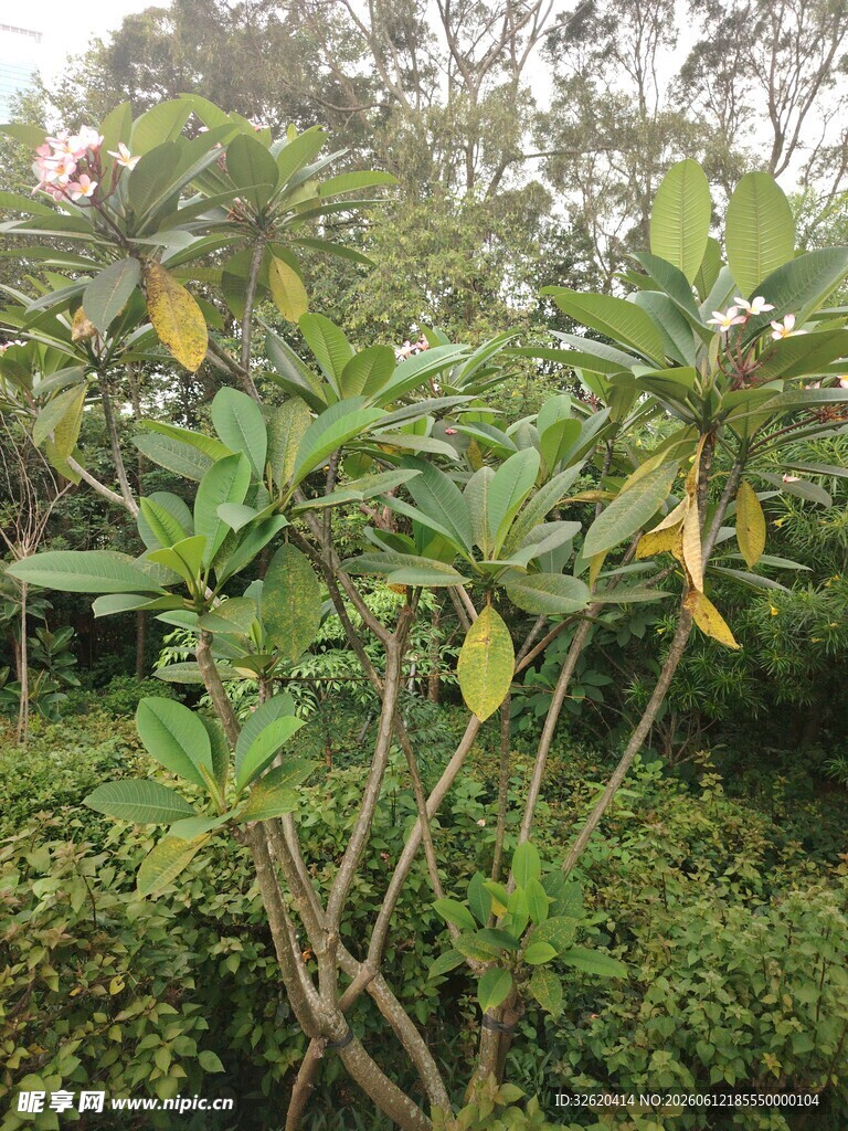 绿叶繁茂的灌木植物