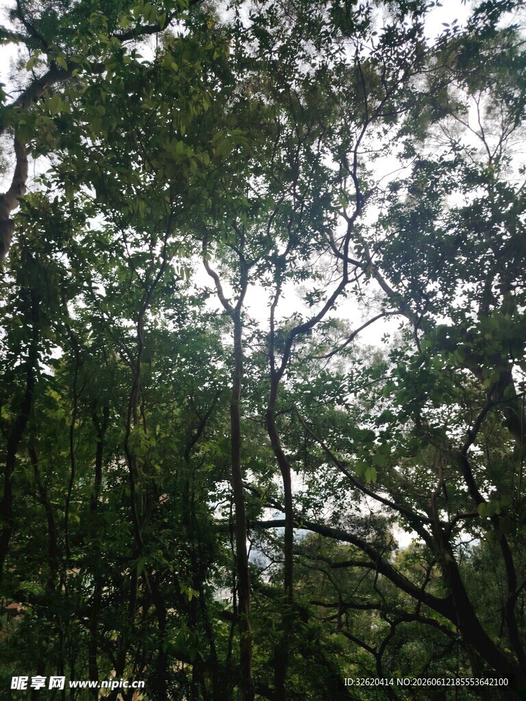 茂密树林中的斑驳阳光