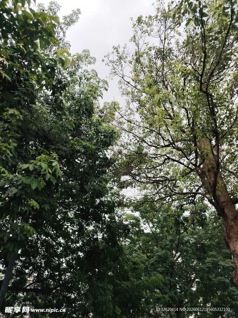 繁茂树林中的绿意景象