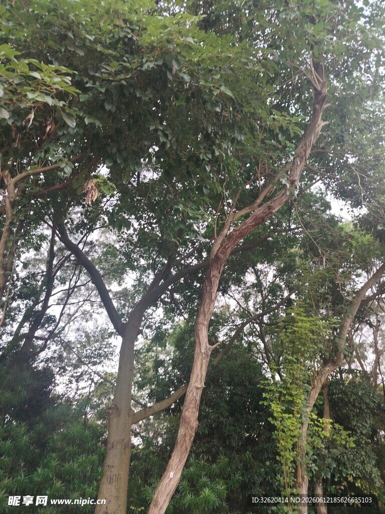 茂密林间树木枝干景观