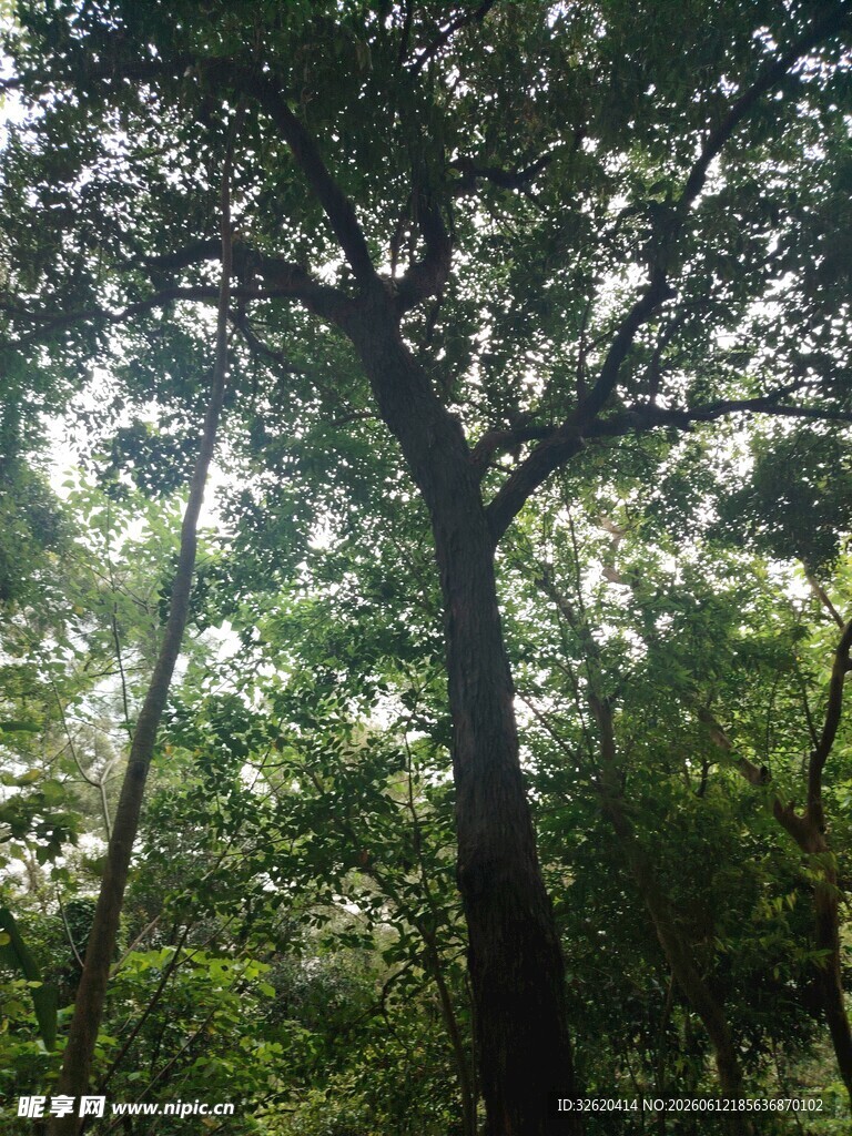 阳光洒落茂密森林景象