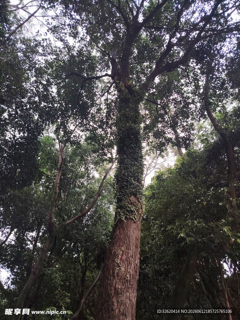 高大挺拔的森林树木