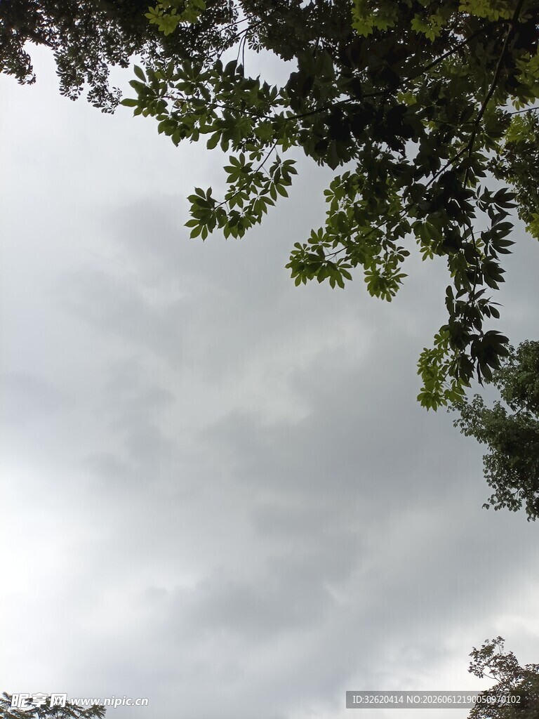 枝叶间的灰蒙天空