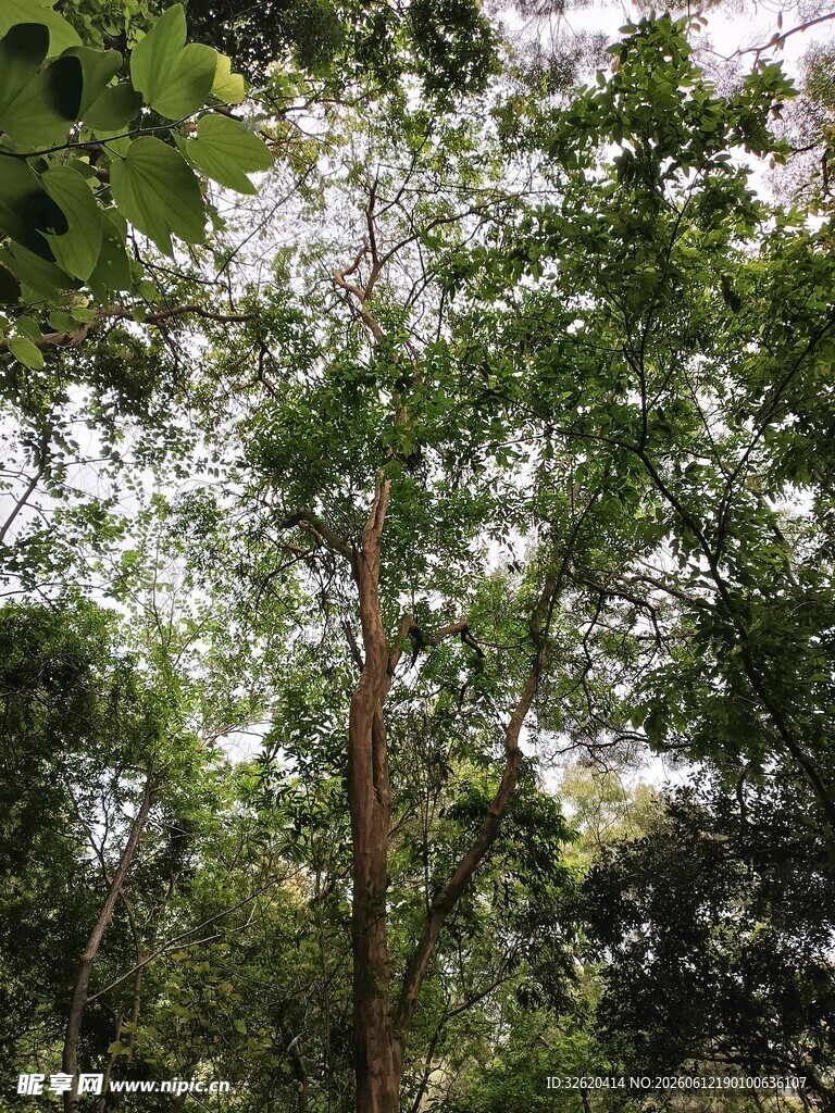 繁茂树林