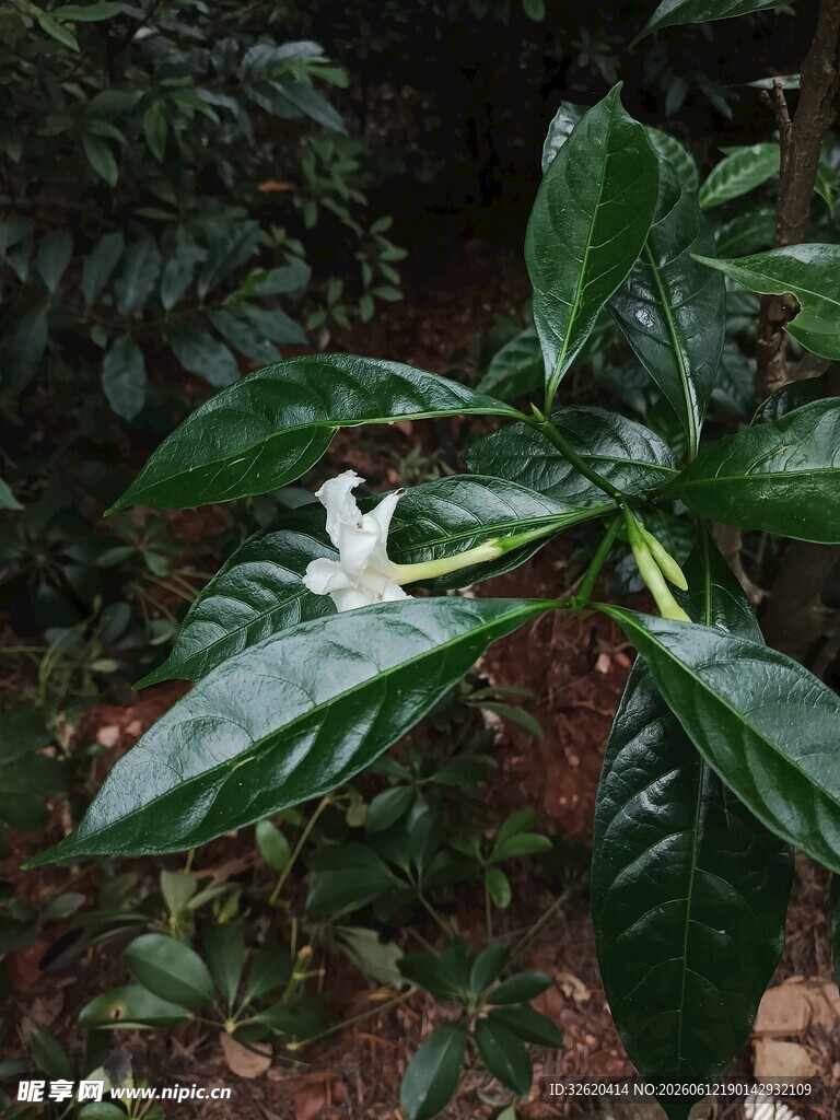 绿叶间绽放的白色花朵