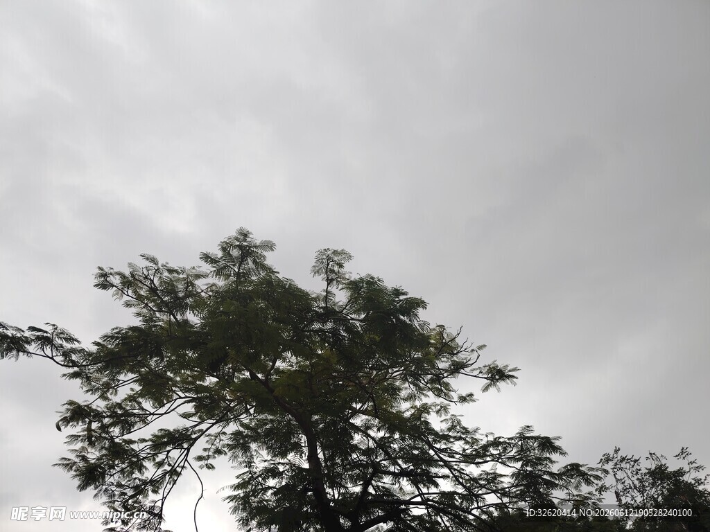 天空下的繁茂绿树