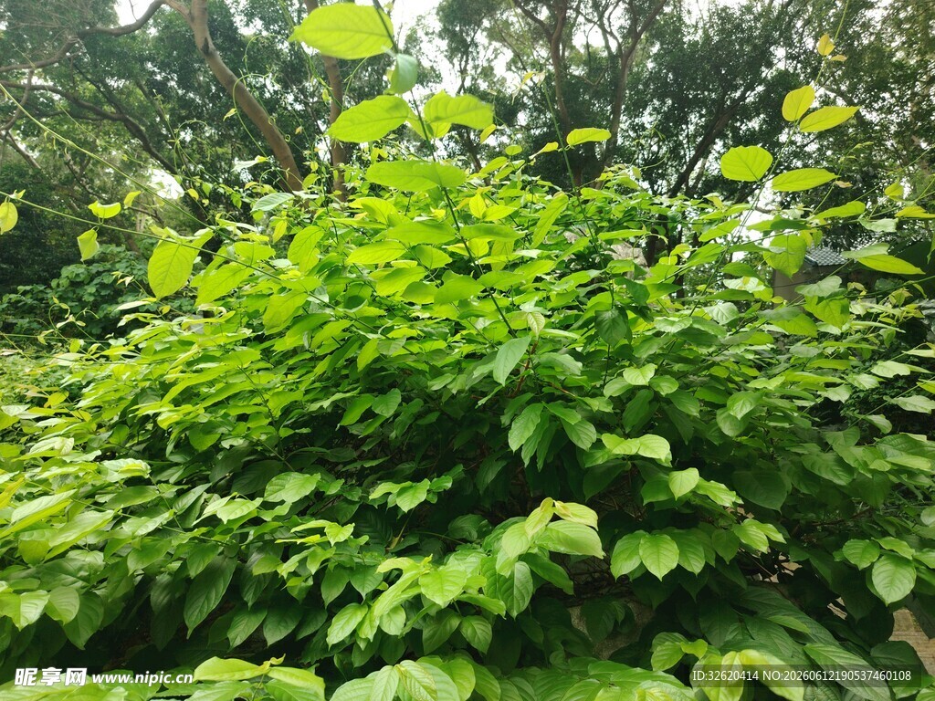 繁茂绿植景观