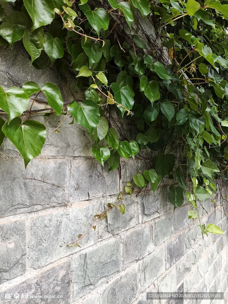 砖墙爬满翠绿常春藤