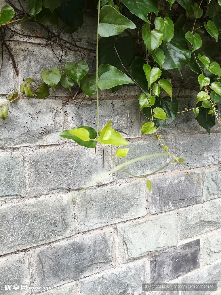 石墙上的翠绿藤蔓