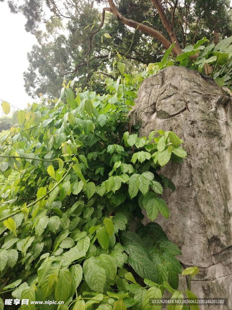 石上蔓生绿植的自然景致