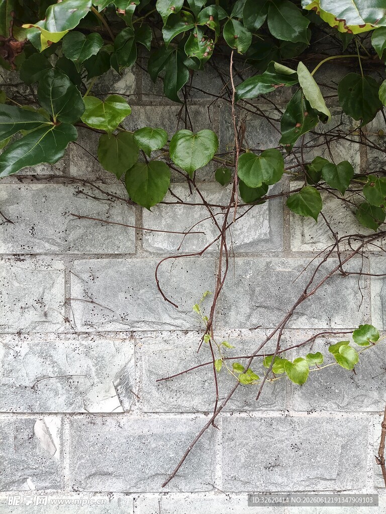 石墙上的翠绿藤蔓植物