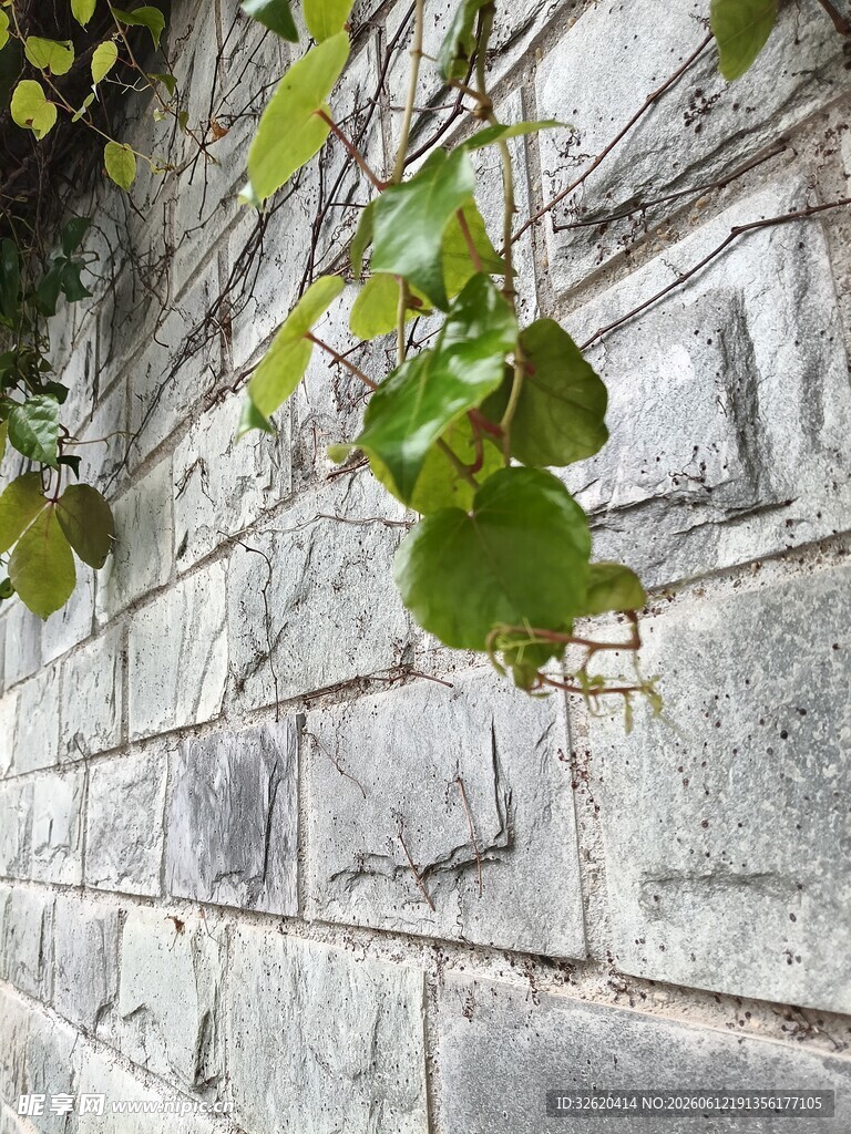 绿叶攀附石墙景致