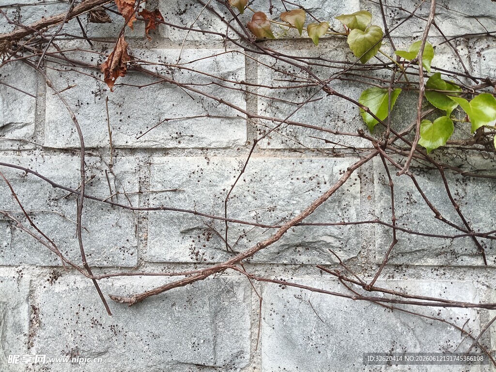 石墙上的翠绿藤蔓