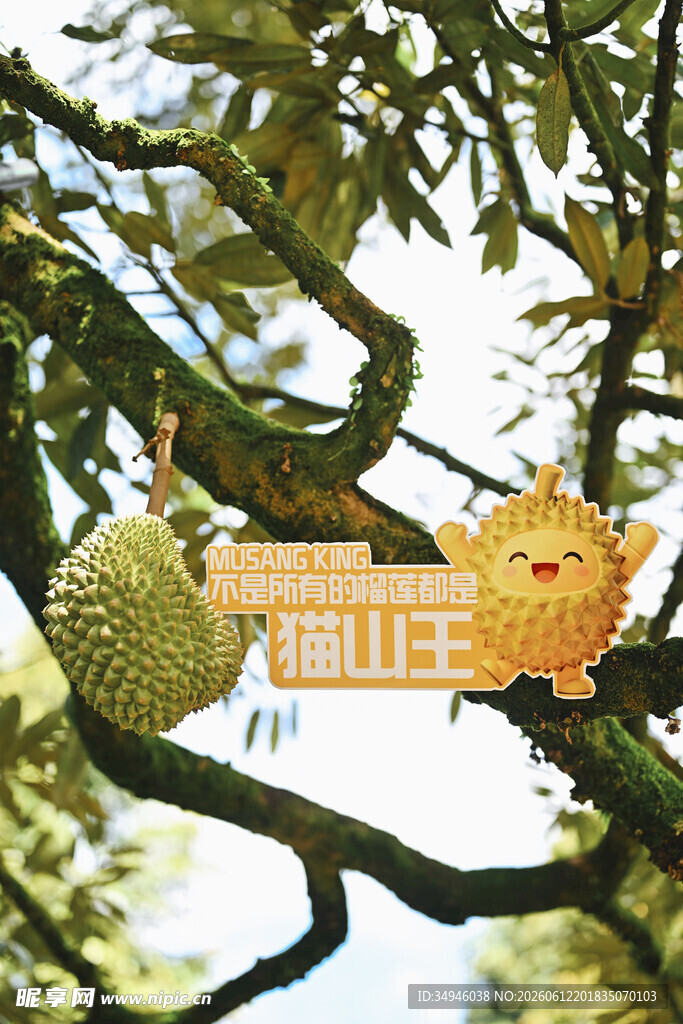 树上榴莲