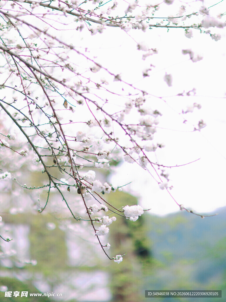 春日繁花枝头绽放