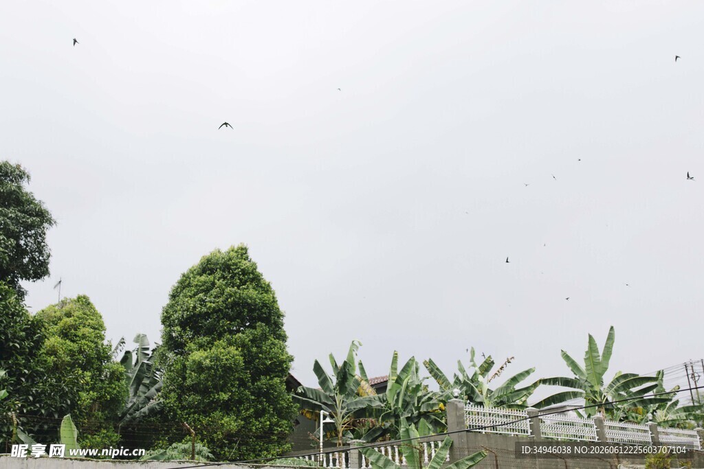 天空下的绿植景观