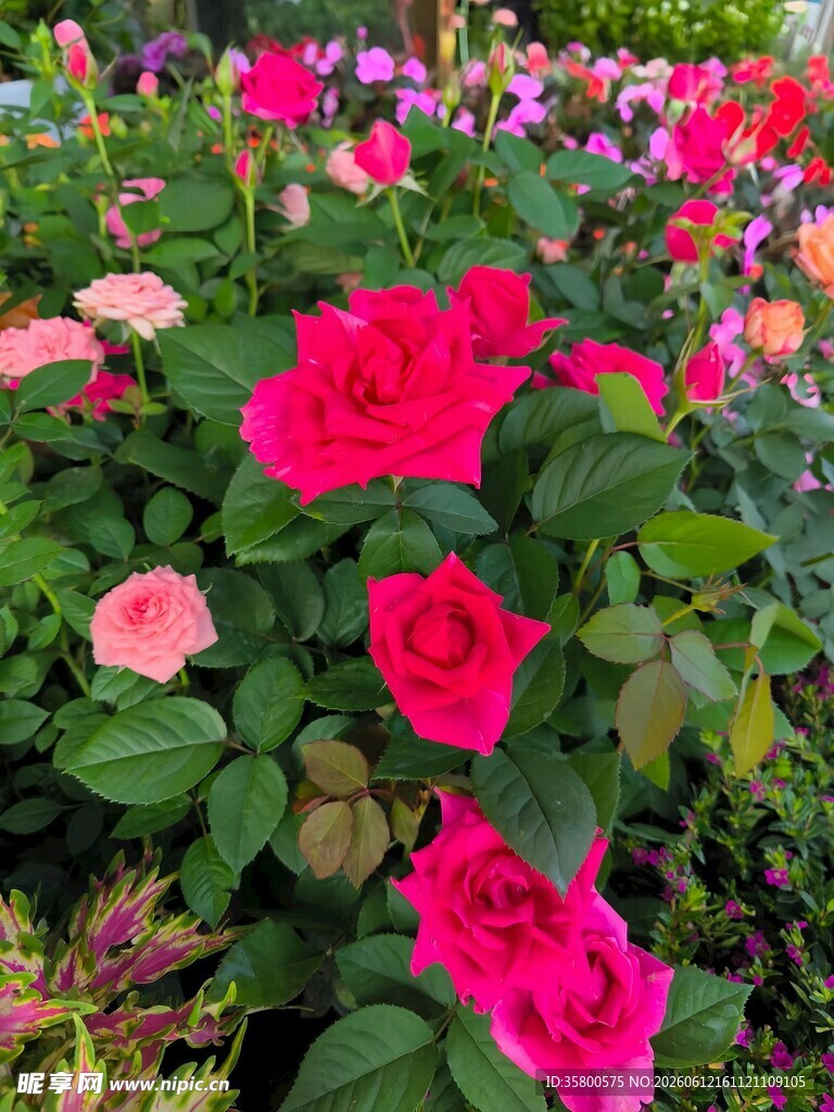 绚丽多彩的盛放玫瑰花海