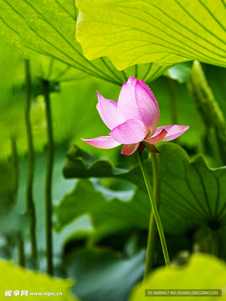 带水珠粉色荷花荷叶夏日实拍