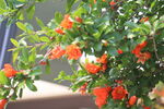 石榴花