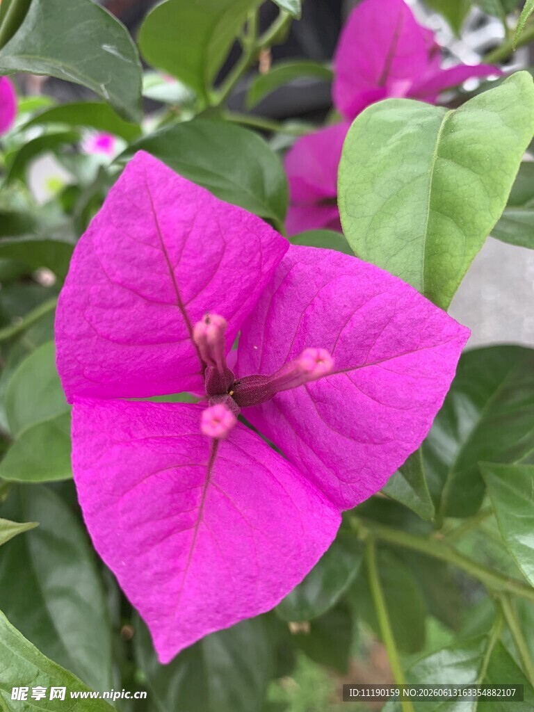 含蕊未开的三角梅