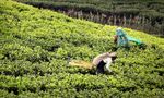 茶园中忙碌的采茶人