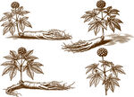 人参植物矢量插画图案