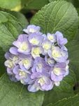 淡紫色绣球花绽放