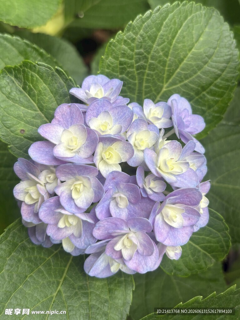 淡紫色绣球花绽放