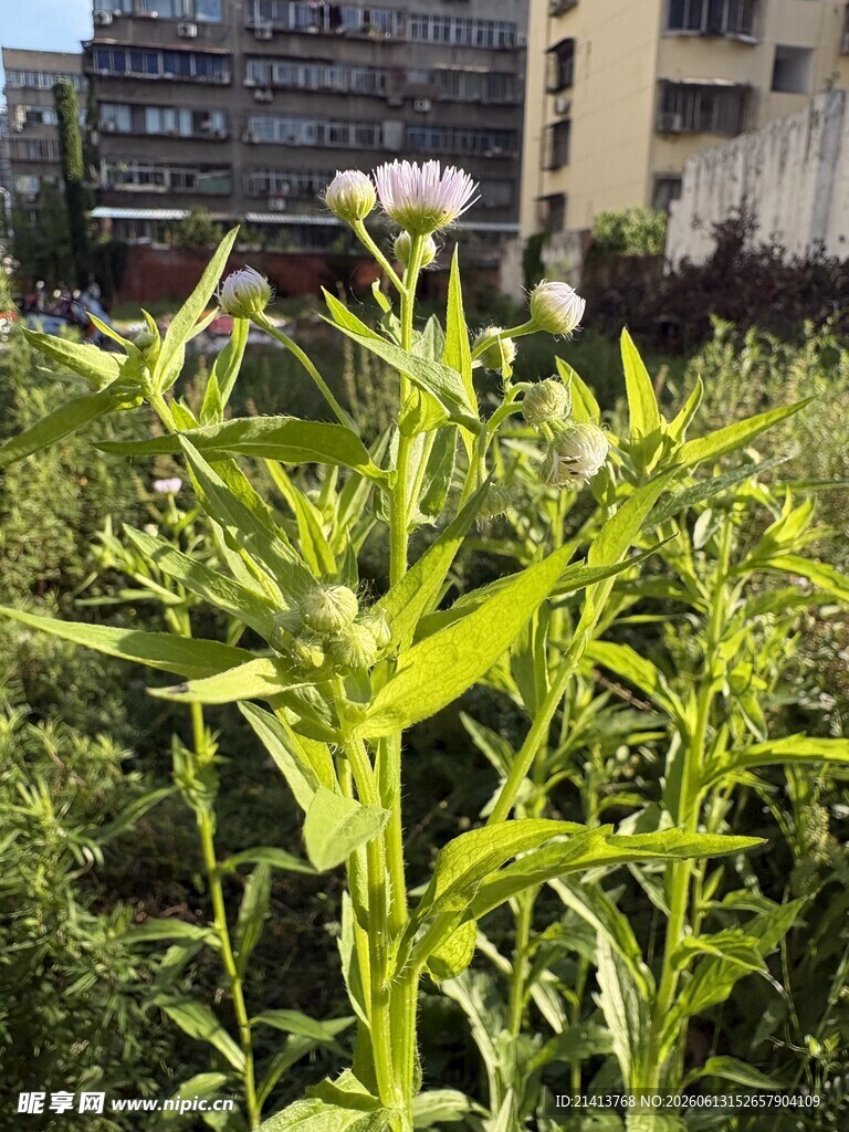 户外生长的绿色花草植物
