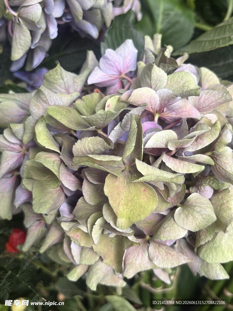 淡紫色绣球花特写