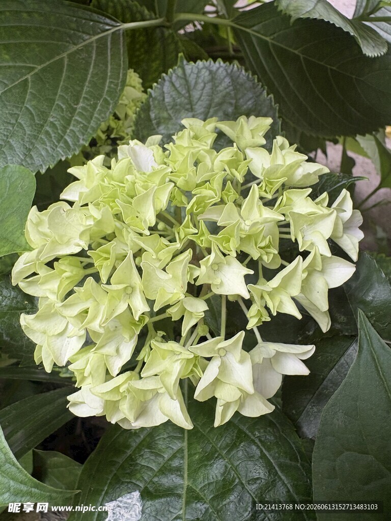 清新绿绣球花绽放