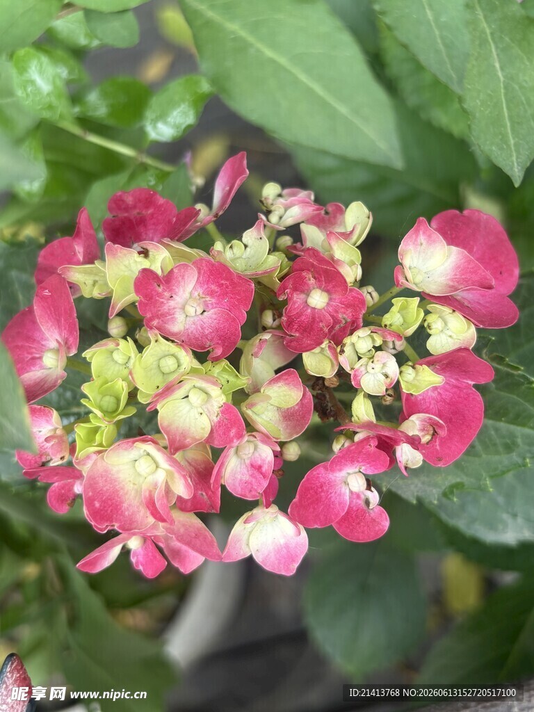 娇艳绽放的多彩花卉