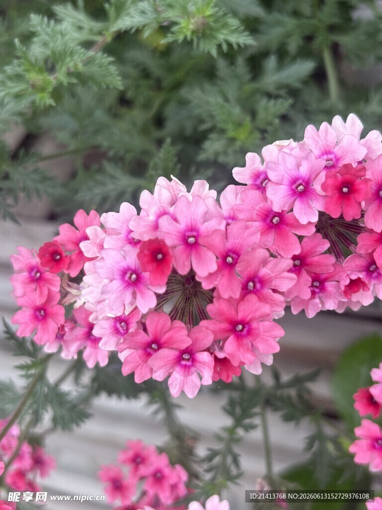 娇艳粉色花朵绽放枝头