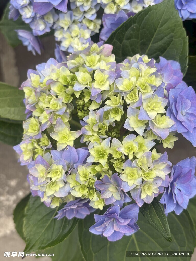 蓝绿绣球花特写