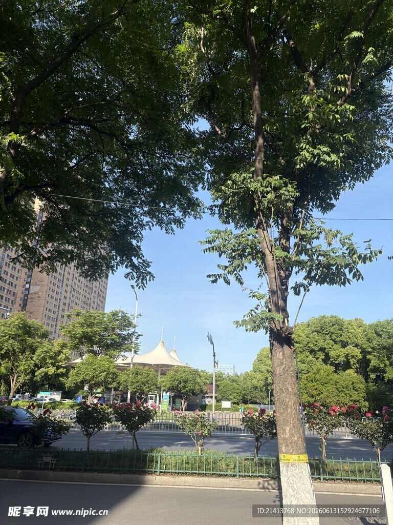 城市街边绿树景致