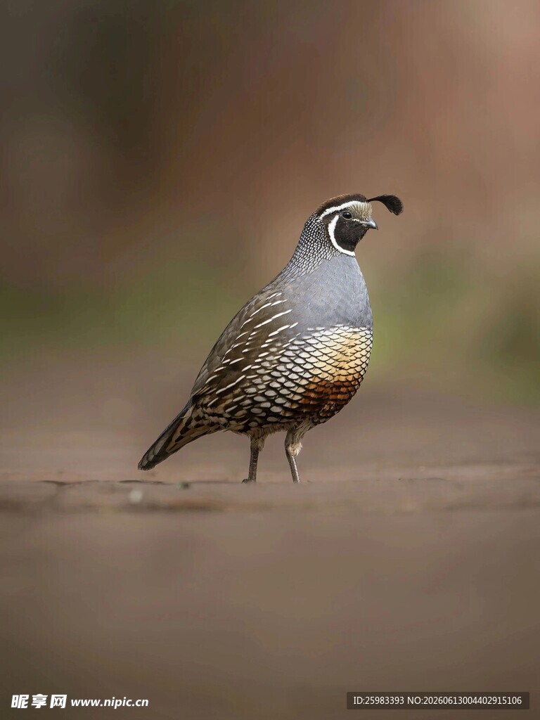加州鹌鹑