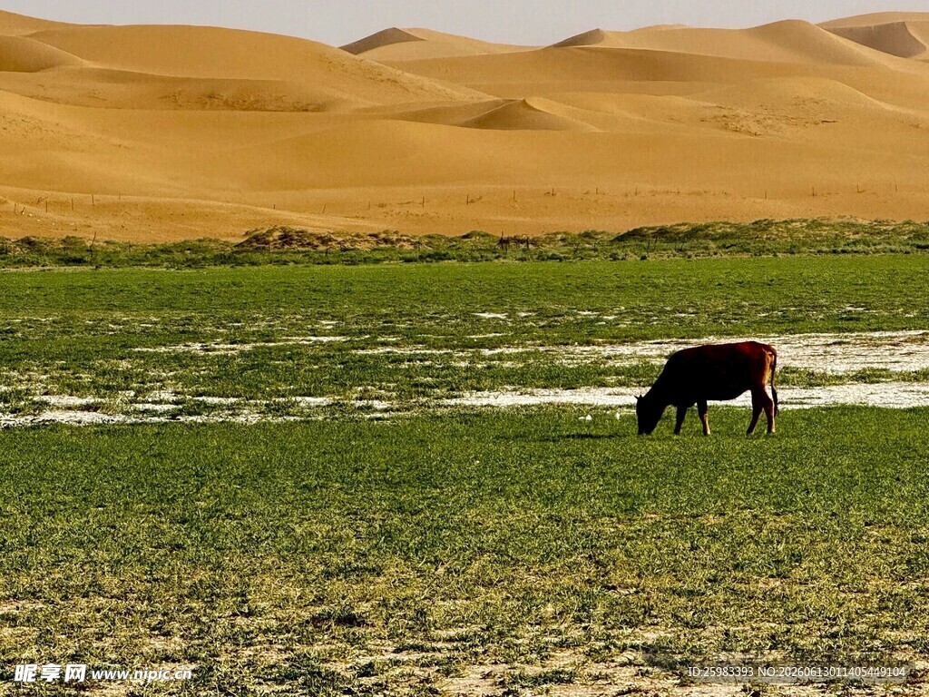 沙漠黄牛