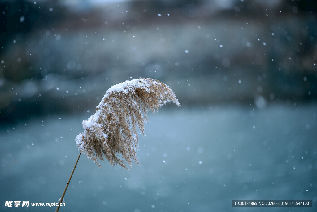 雪覆芦苇