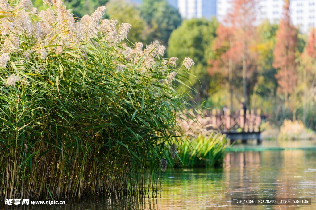 湖畔芦苇秋景