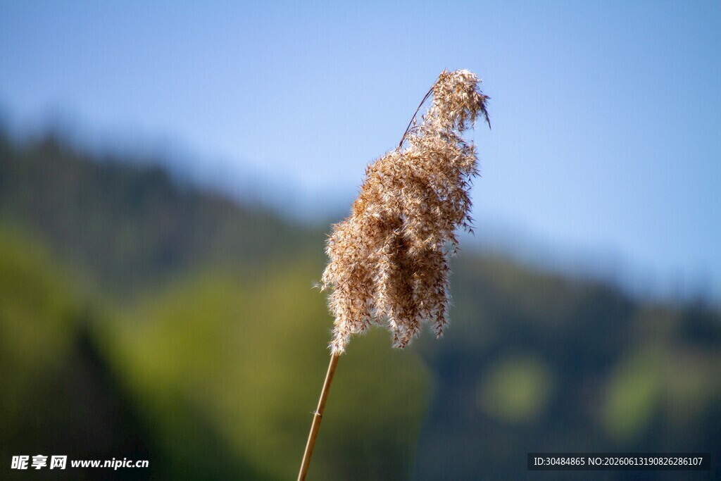 风中芦苇风景