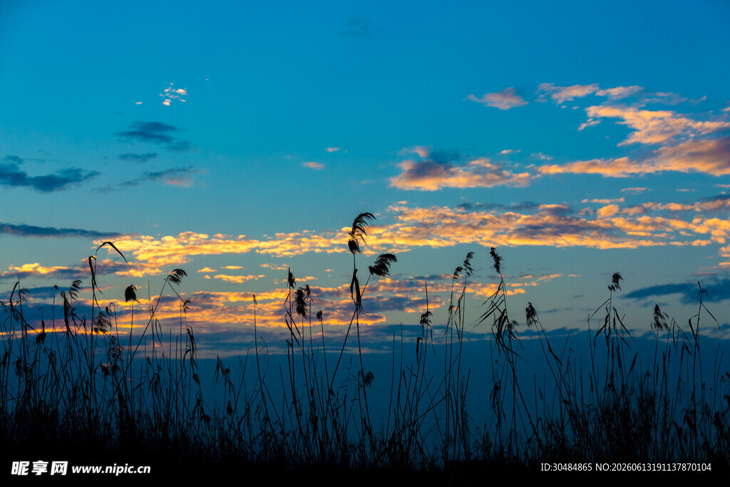 夕阳下的芦苇剪影美景